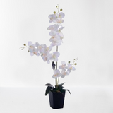Flores orquideas arti 90