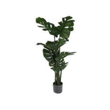 Planta c/ote 90x70x80 cm